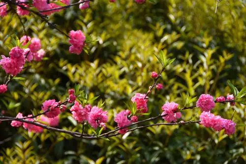 桃花粉嫩娇艳 ,而红花碧桃更显娟秀温婉/12图