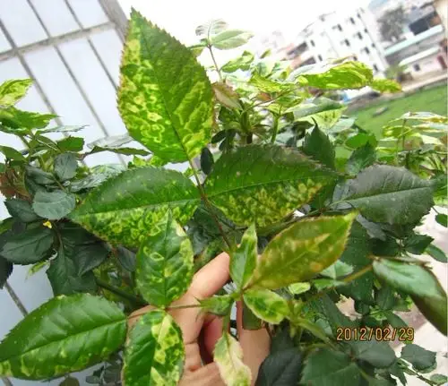 月季花叶片全部黄点