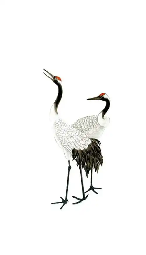 丹顶鹤图片～请欣赏