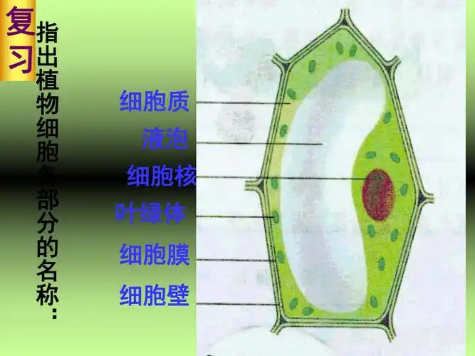 察动物细胞(课堂ppt)_第3页