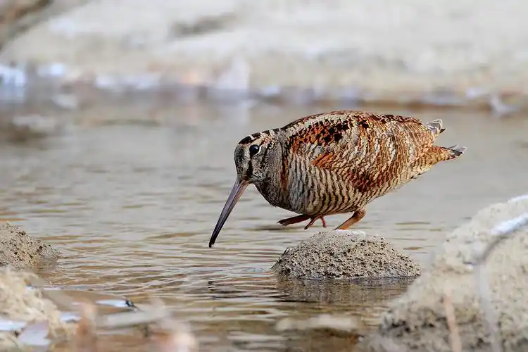 丘鹬丘鹬铁门关