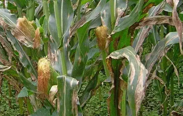 病虫害科普丨玉米北方炭疽病的危害与防治