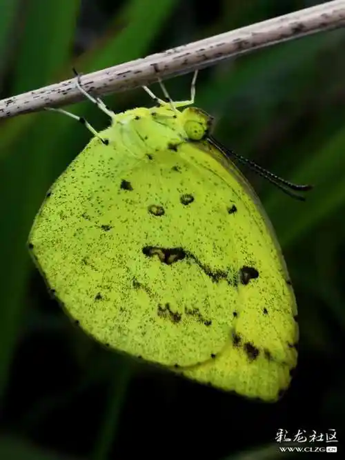 昆虫记之53宽边小黄粉蝶