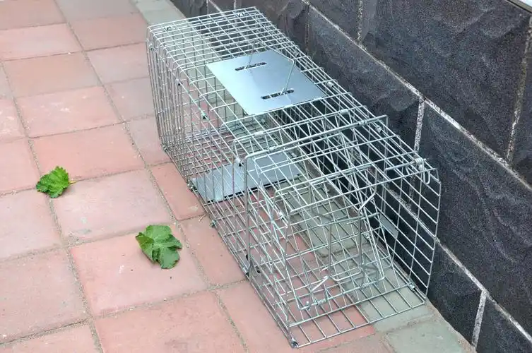 供应捕猫笼 批发捕猫笼 折叠捕猫笼 捕猫笼生产厂家