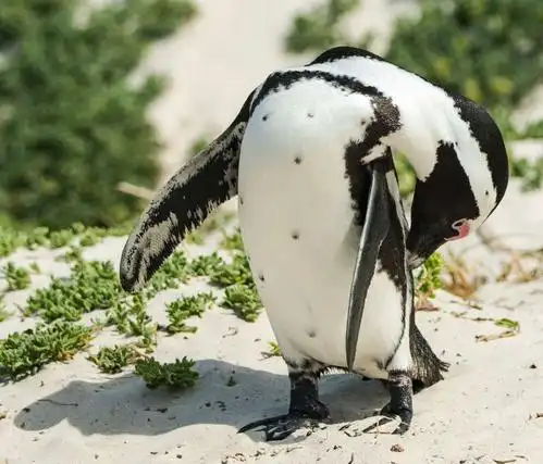 南非映像之企鹅篇:可爱的小绅士! - 美篇