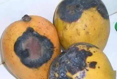 芒果炭疽病采后腐烂注意:本病有明显的潜伏侵染现象,田间看似无病的