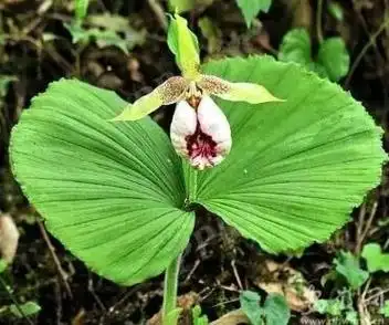 山慈菇图片山慈菇的功效与作用