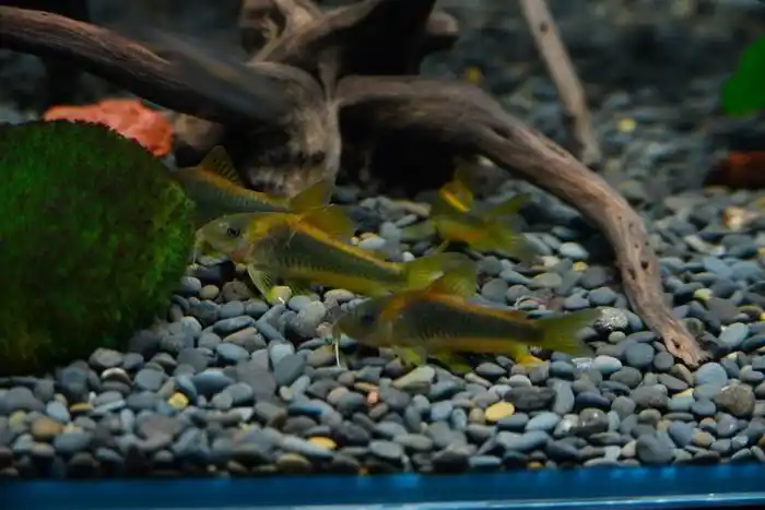 黄金鼠 - 异型鼠鱼 - cta南美水族