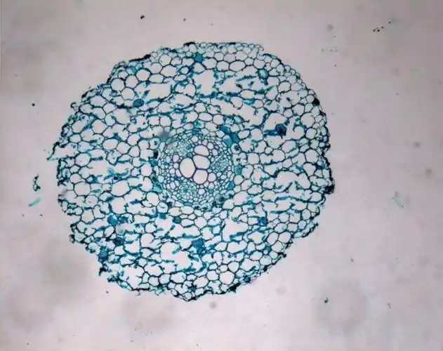 毛茛横切面手绘详图,毛茛根初生结构简图-图片大观-奇异网