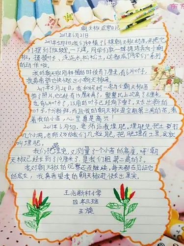 王兆新村小学四年三班 朝天椒观察日记