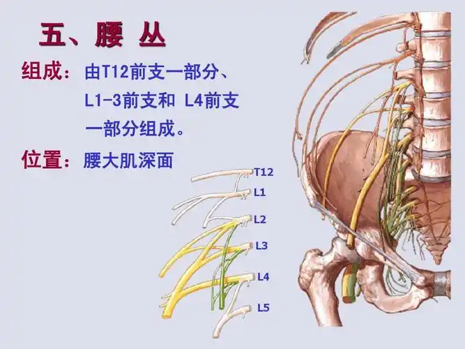 位置:腰大肌深面 t12 l1 l2 l3 l4 l5