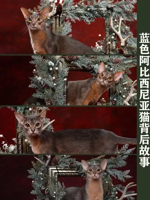阿比西尼亚猫的起源至今是一个谜题71,普遍大家认为它的原型是古