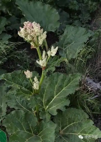 败酱科【别名】野黄花 土龙草 败酱 黄花败酱 龙芽败酱多年生草本.