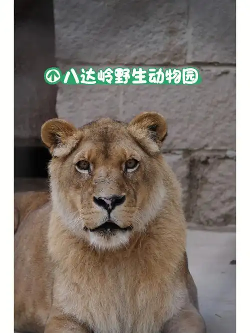 国庆八达岭野生动物园之旅78