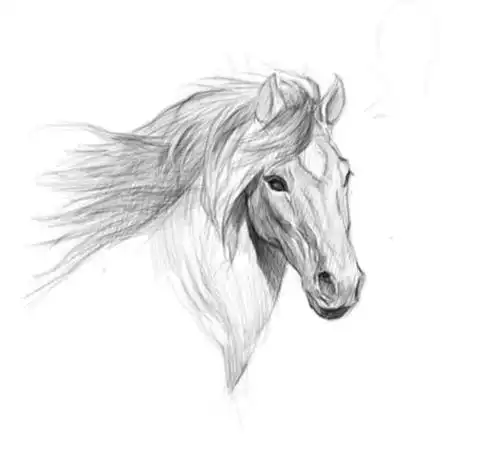 马的素描画图片