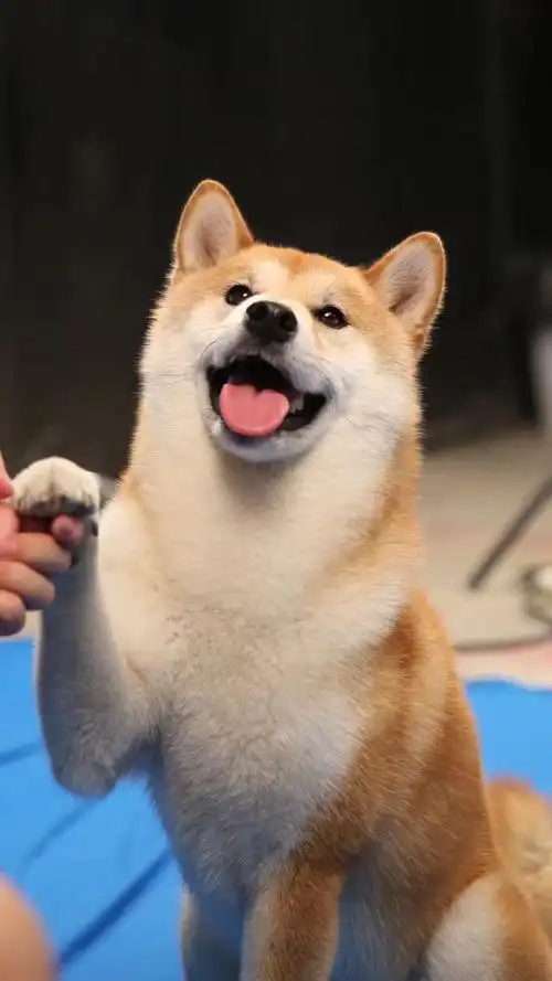 聪明可爱的柴犬宝宝 疫苗齐全