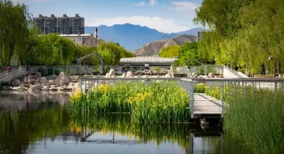 美不胜收!滨河公园黄菖蒲竞相绽放