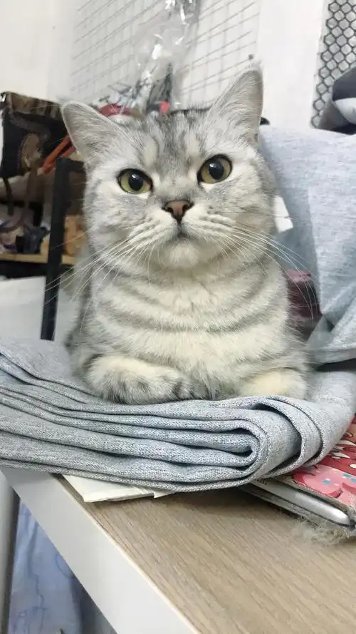 广州美短银虎斑成母一岁半大找领养家庭未绝育性格很好听得懂名字