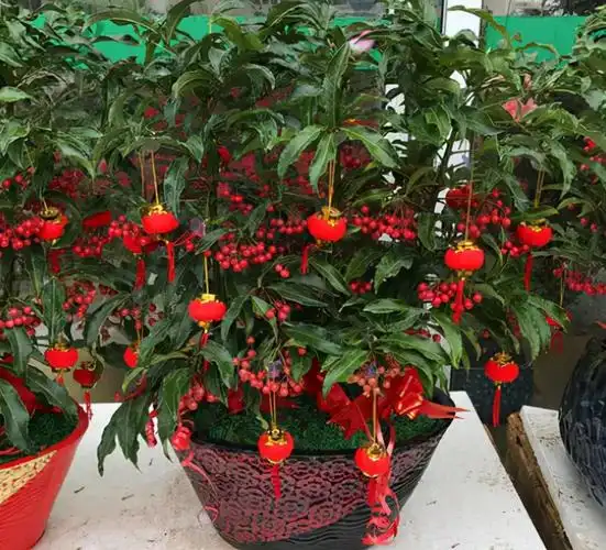 金玉满堂植物(十种寓意好的年宵花大全介绍)