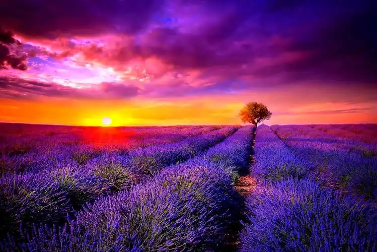 安卓(android)唯美 薰衣草高清手机壁纸免费下载,安心市场-用安卓,要