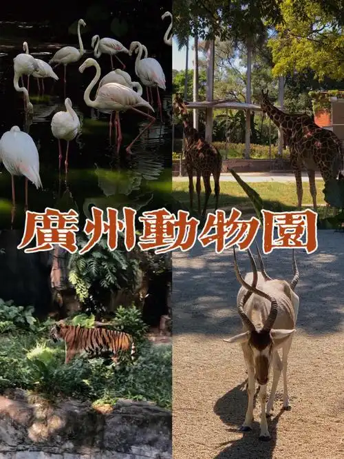 广州动物园攻略0120元快乐一整天0909