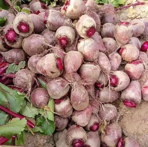 新鲜甜菜根1-5斤 现挖现发红甜菜菜疙瘩菜卡通包榨汁酵素泡菜 3斤大果