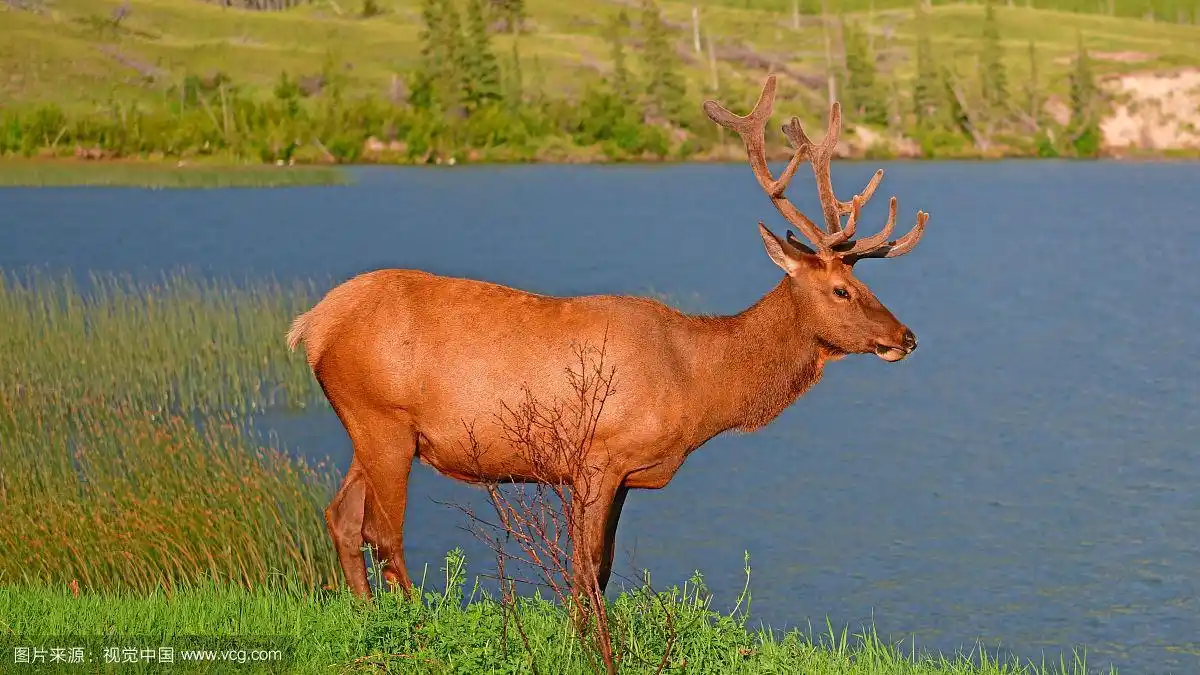 美丽的驯鹿在贾斯珀加拿大