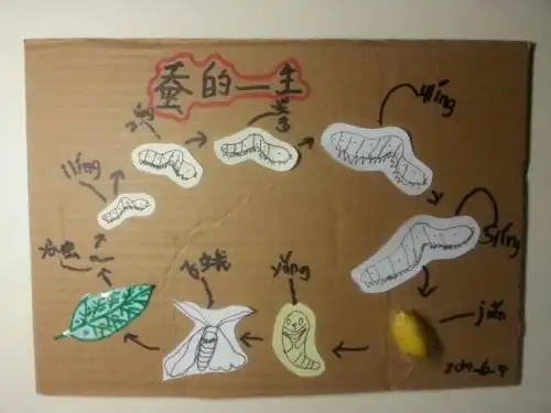 关于蚕宝宝的一生来写一份黑板报 关于黑板报图片素材