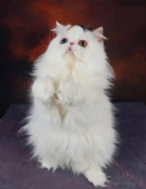 有见过异瞳鸳鸯眼的三花波斯猫吗.