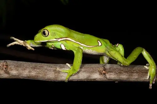 a frog that can take the heat