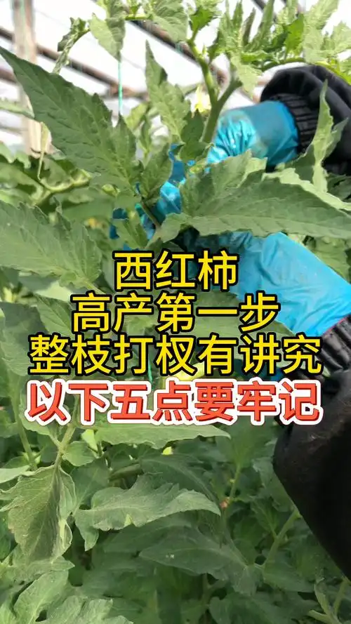 西红柿高产第一步整枝打杈有讲究,以下五点要牢记