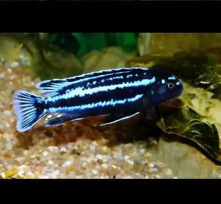 展开全部 闪电战神