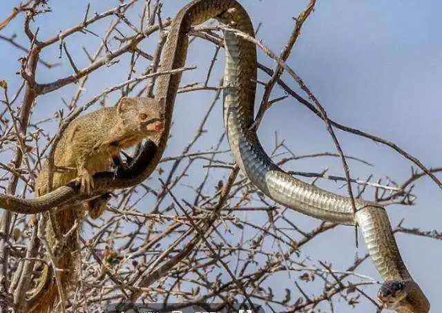 蛇獴就是毒蛇在自然界最强大的天敌,甚至没有之一,你见过吗