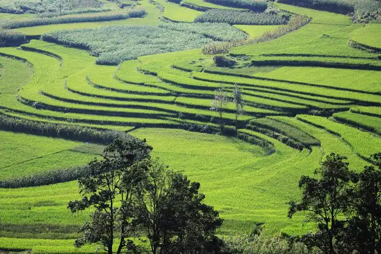 中国乡村振兴的鲜活故事:养好牛,吃不愁,穿不愁,盖新楼!