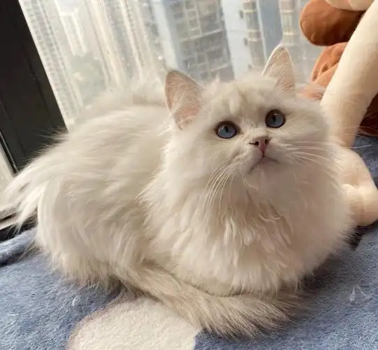 长毛银点弟弟找新家