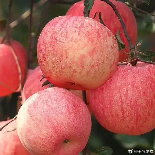 喵鲜君正宗山东红富士苹果 红富