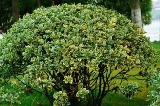 木本植物有什么特点 木本植物有什么特点简写