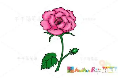 芙蓉花简笔画画法怎么画简笔画教程绘画吧-画画