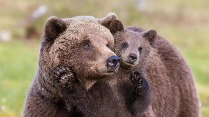 棕色的熊,母亲和幼仔 壁纸 - 1366x768