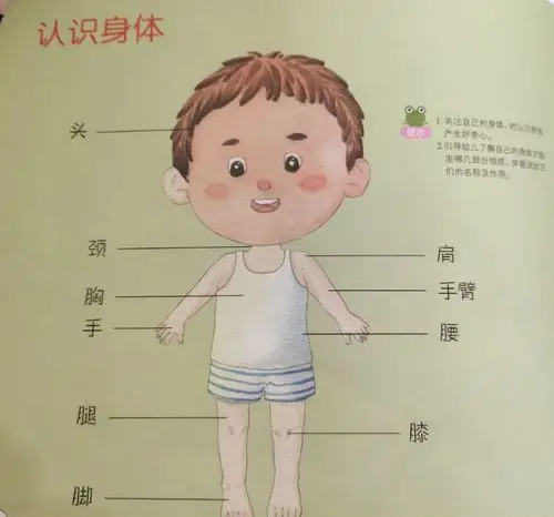 幼儿能了解自己身体大概由哪几部分组成
