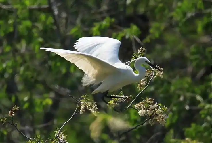黑嘴白鹭.拍摄黄家泉.
