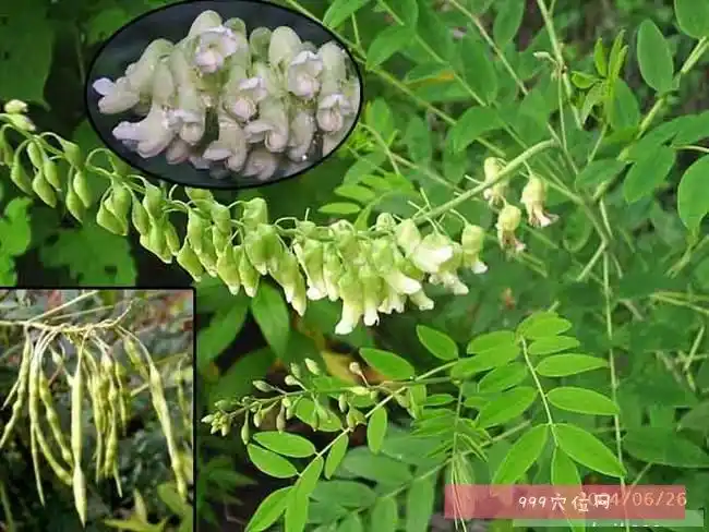 苦参苦参的副作用功效与作用