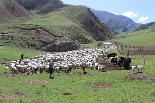 藏羊产业链的光辉色彩——青海东昆仑藏羊产业化联合体