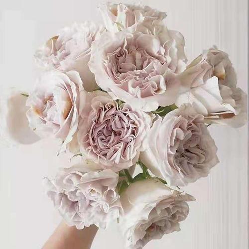 貂蝉威斯敏特大教堂  大花复古色  肯尼亚新品净化空气窗台月季阳