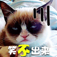 萌宠喵星人搞笑可爱gif动图_动态图_表情包下载_soogif