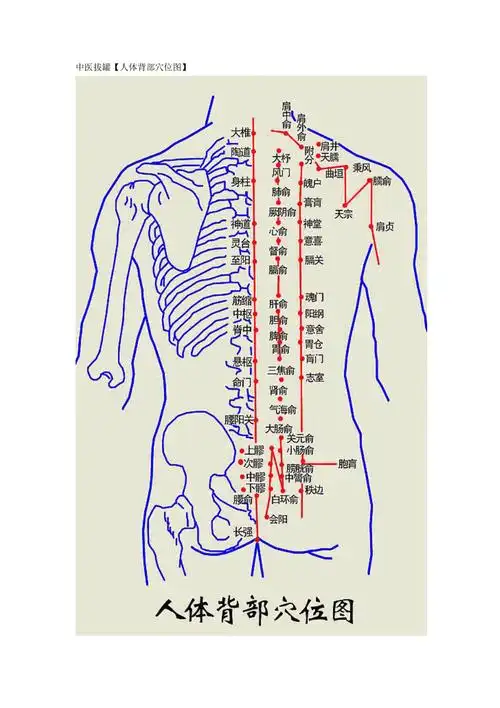 中医拔罐人体背部穴位图