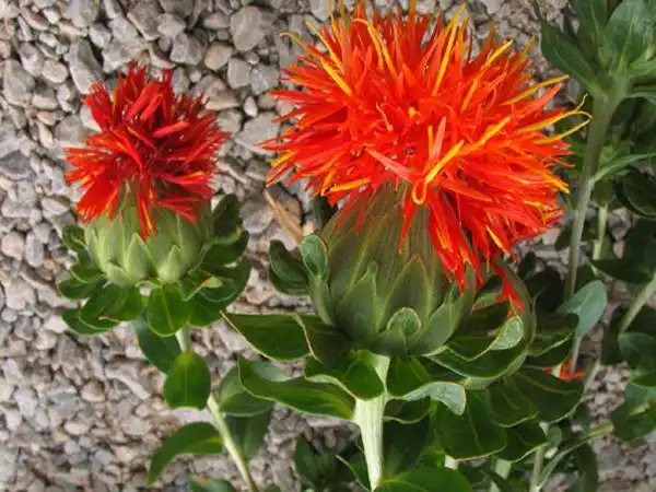红花是菊科红花属植物,又名草红花普通红花藏红花是鸢尾科番红花属