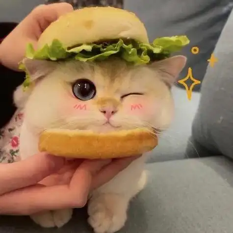 创意猫咪头像图片大全 猫咪头像图片大全 -【爱个性】