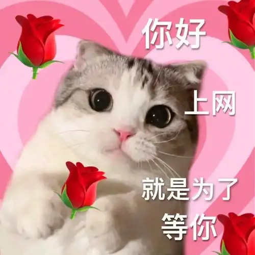 本期出镜猫咪:泡芙&泡饭#猫咪表情包