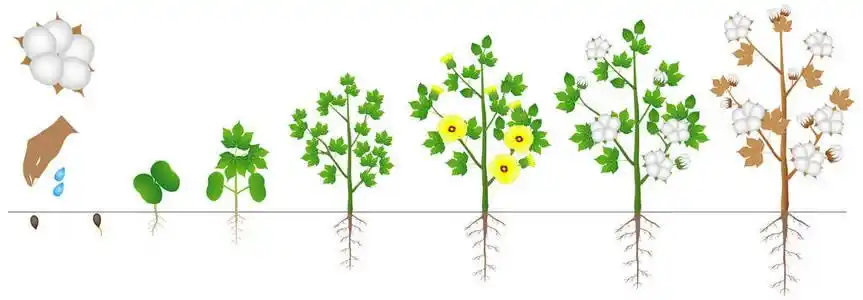 棉花种子在白色背景下被隔离的棉花植株的生长周期照片